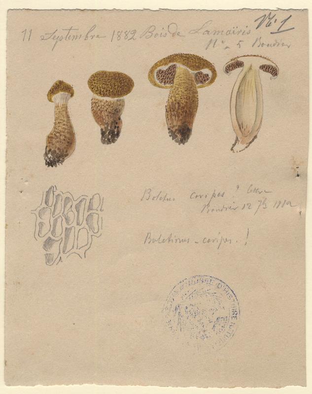 Bolet à pied creux ; champignon