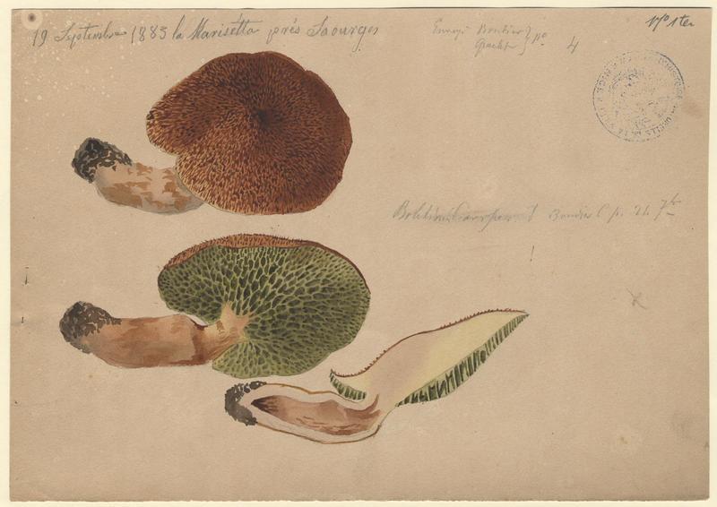 Bolet à pied creux ; champignon