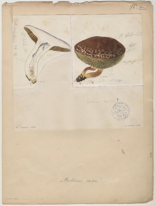 Bolet à pied creux ; champignon