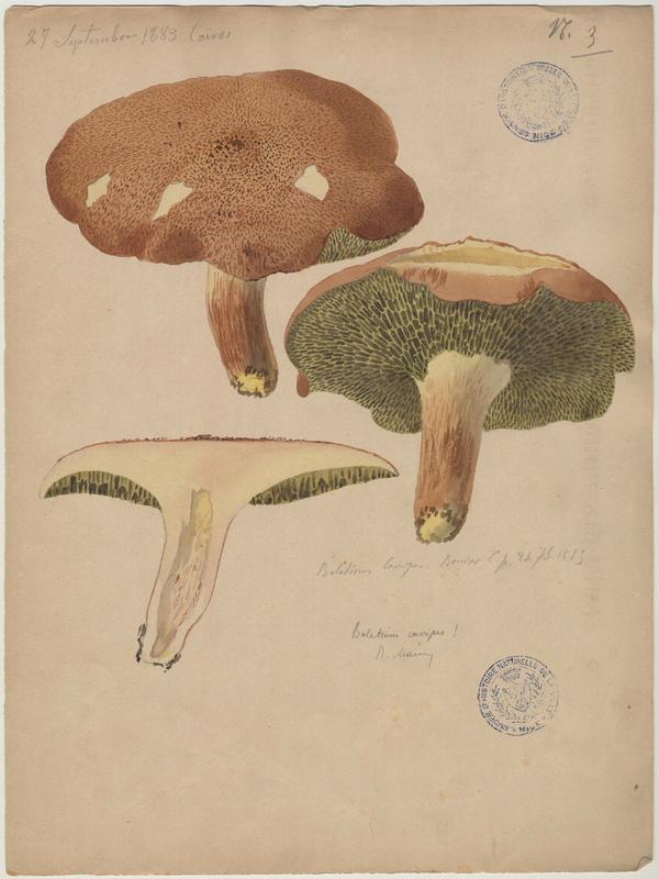 Bolet à pied creux ; champignon