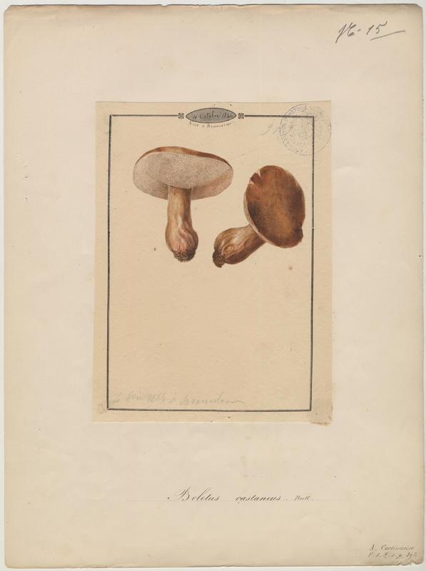 Bolet châtain ; champignon