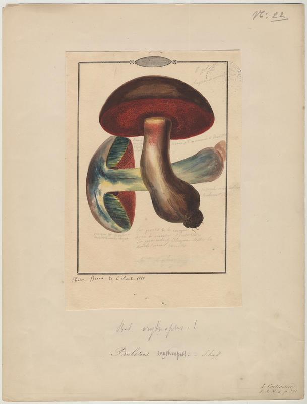 Bolet à pied rouge ; champignon