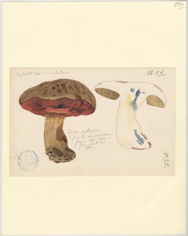 Bolet à pied rouge ; champignon