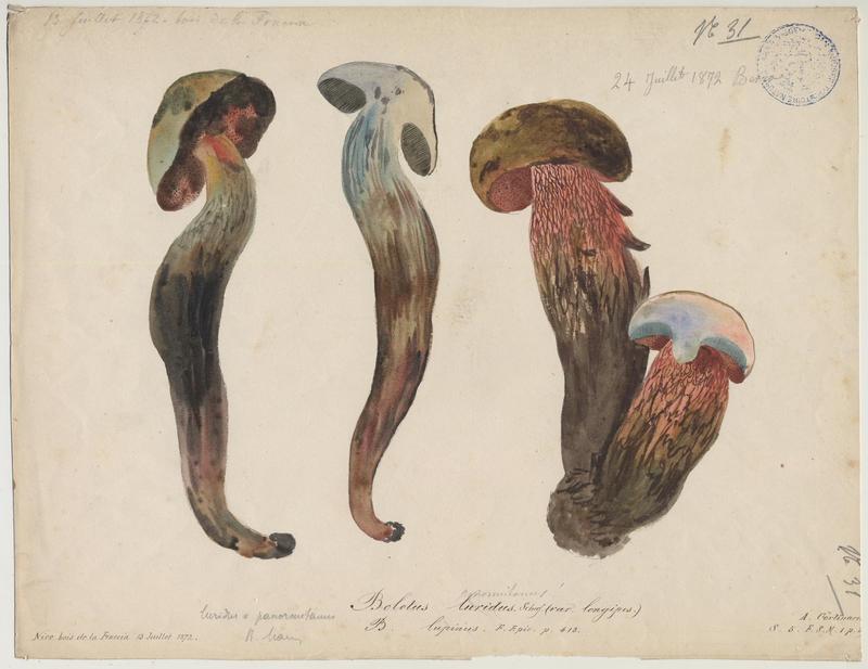 Bolet blafard ; champignon