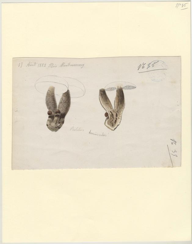 Bolet des peupliers ; Bolet rude des trembles ; champignon