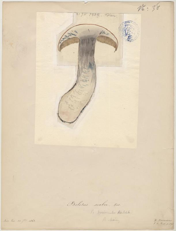 Bolet rude ; Bolet raboteux ; Bolet rugueux ; Cèpe gris ; champignon