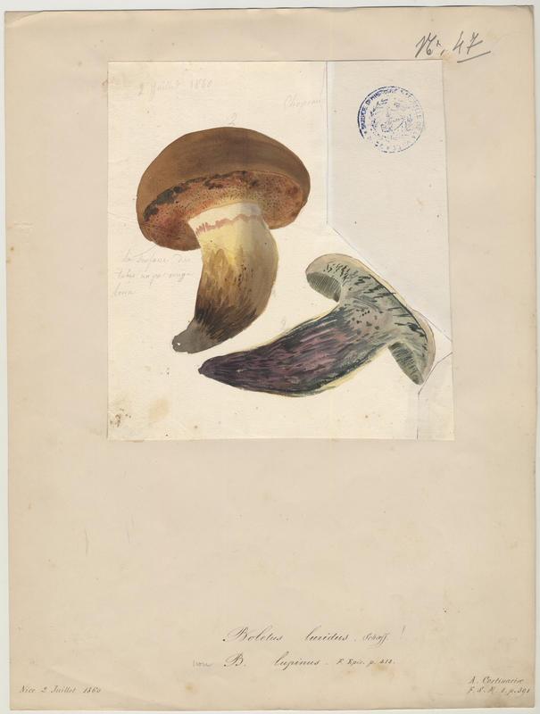 Bolet blafard ; champignon