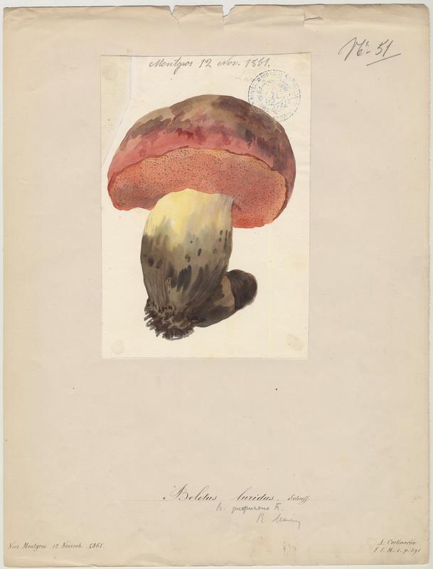 Bolet blafard ; champignon