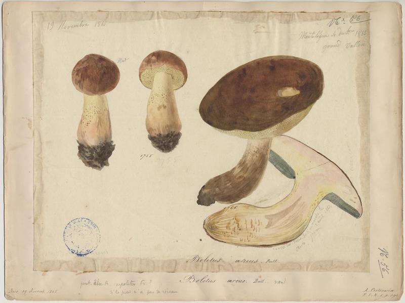 Cèpe bronzé ; Cèpe à tête noire ; champignon