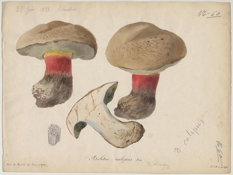 Bolet à beau pied ; champignon