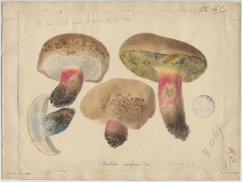 Bolet à beau pied ; champignon