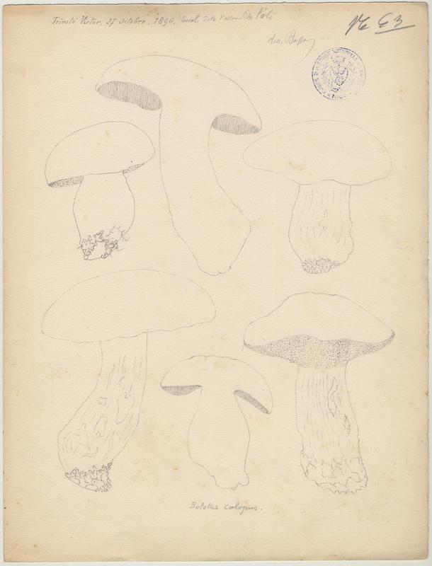 Bolet à beau pied ; champignon