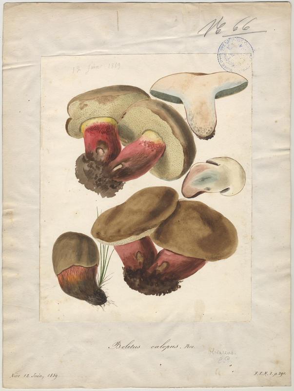 Bolet à beau pied ; champignon