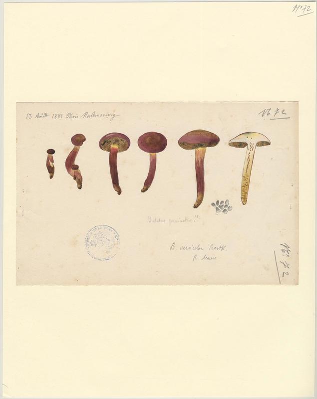 Bolet pruineux ; champignon