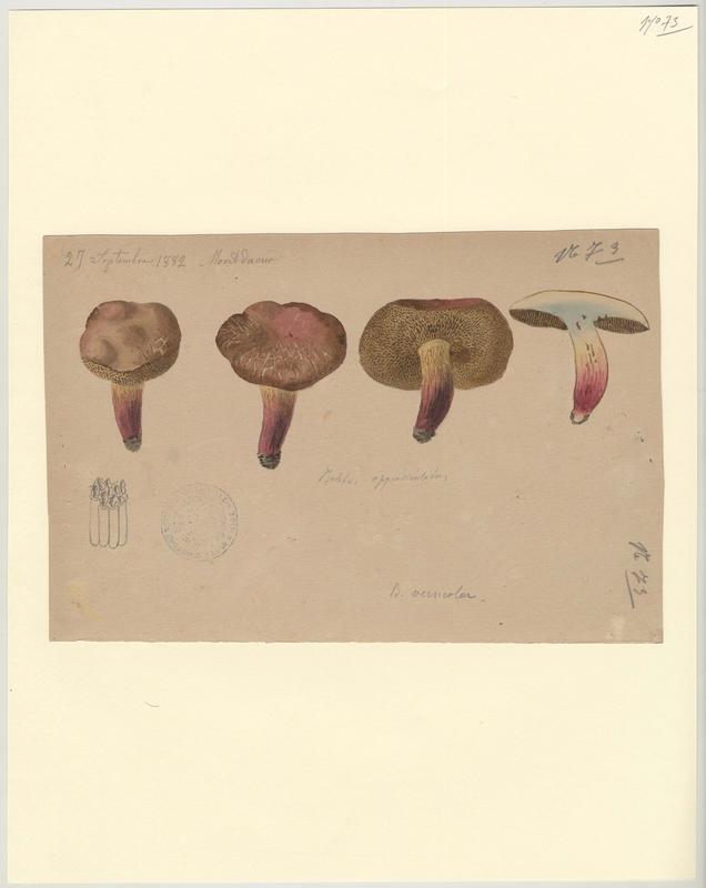 Bolet framboise ; Bolet rougeâtre ; champignon