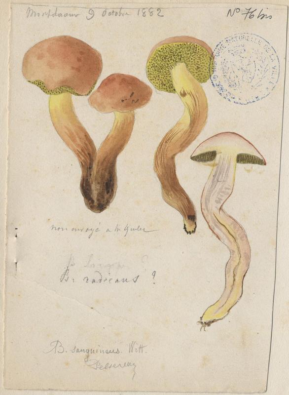 Bolet radicant ; champignon