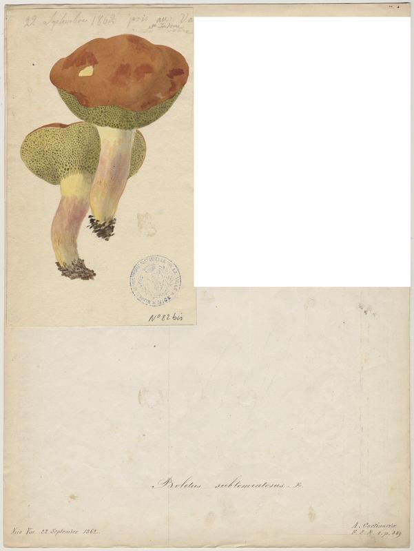 Bolet tomenteux ; Bolet velouté ; Cèpe mou ; champignon