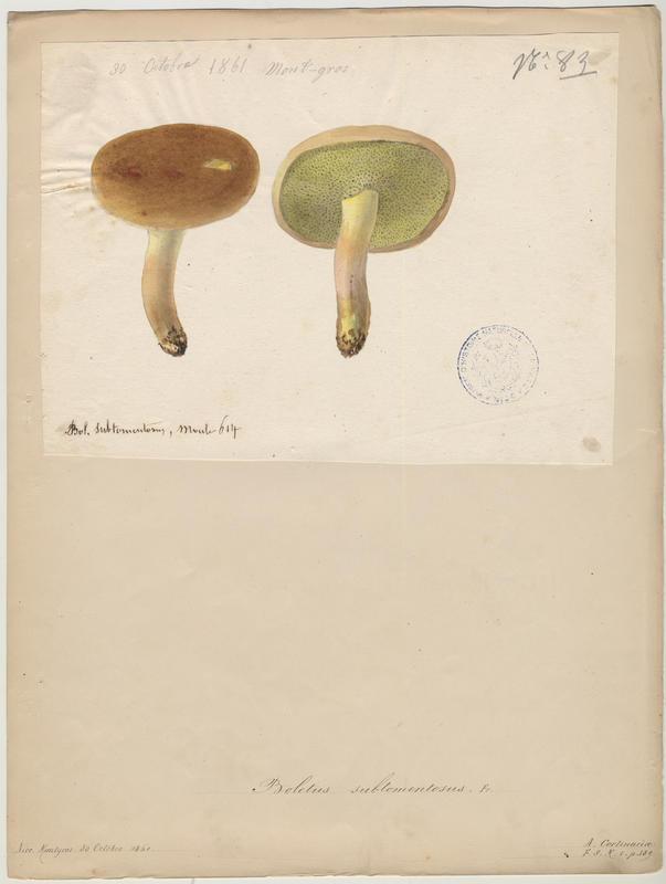 Bolet tomenteux ; Bolet velouté ; Cèpe mou ; champignon