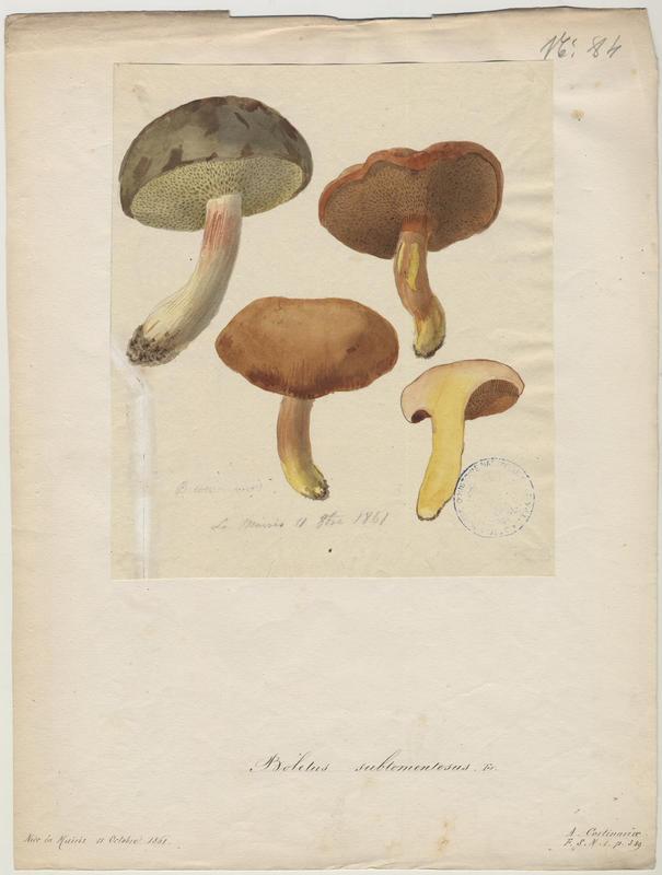Bolet tomenteux ; Bolet velouté ; Cèpe mou ; champignon