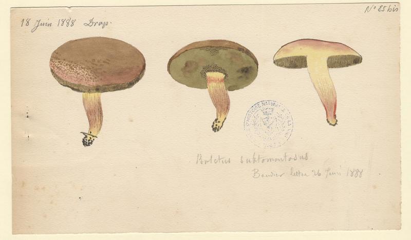 Bolet tomenteux ; Bolet velouté ; Cèpe mou ; champignon