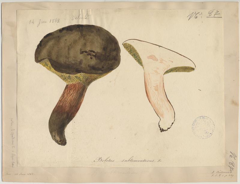 Bolet tomenteux ; Bolet velouté ; Cèpe mou ; champignon