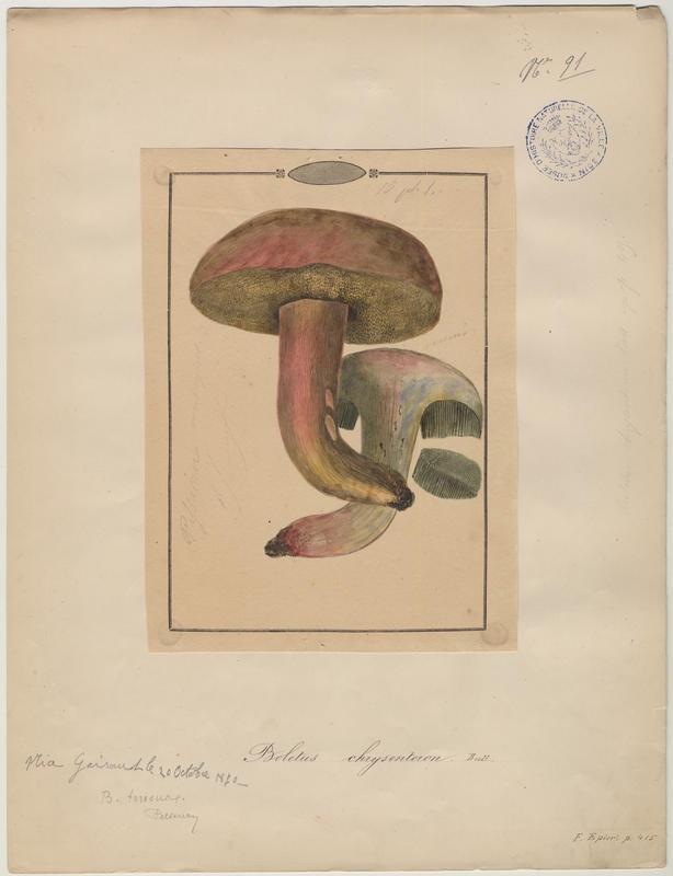 Bolet à chair jaune ; champignon