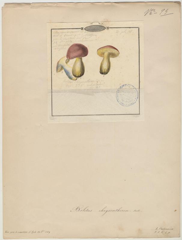 Bolet à chair jaune ; champignon