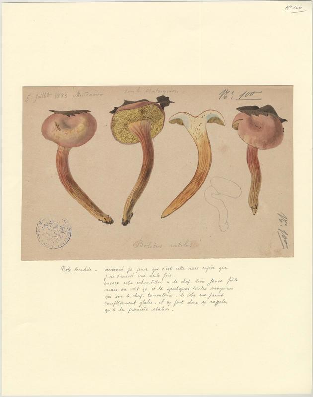 Bolet cuivré (?) ; champignon