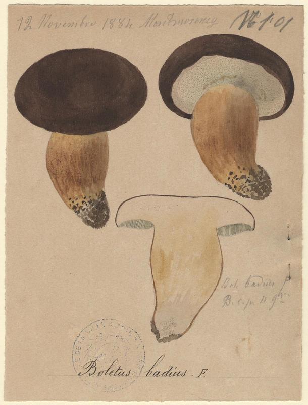 Bolet bai ; champignon