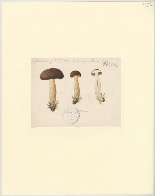 Bolet ferrugineux ; champignon