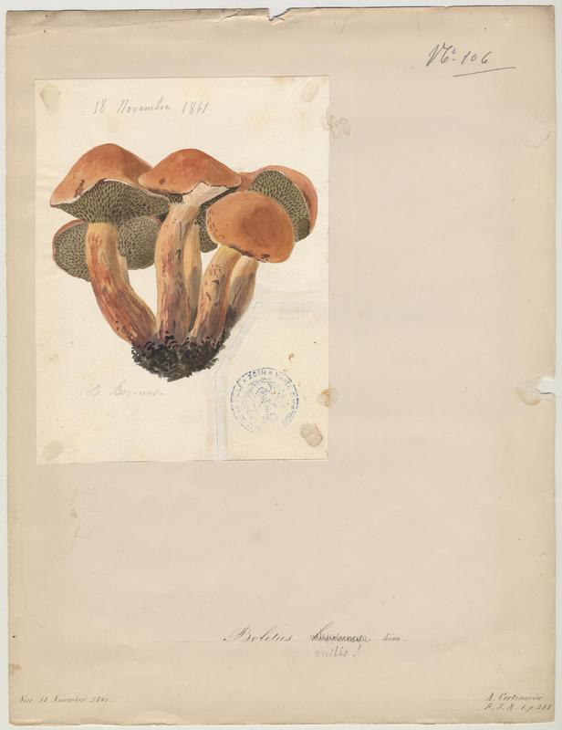 Bolet des bouviers ; champignon