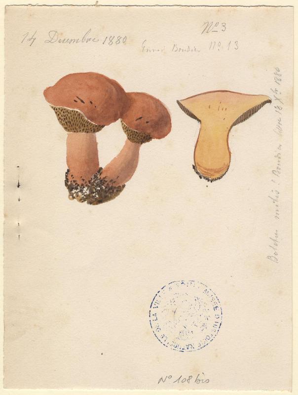 Bolet ; champignon