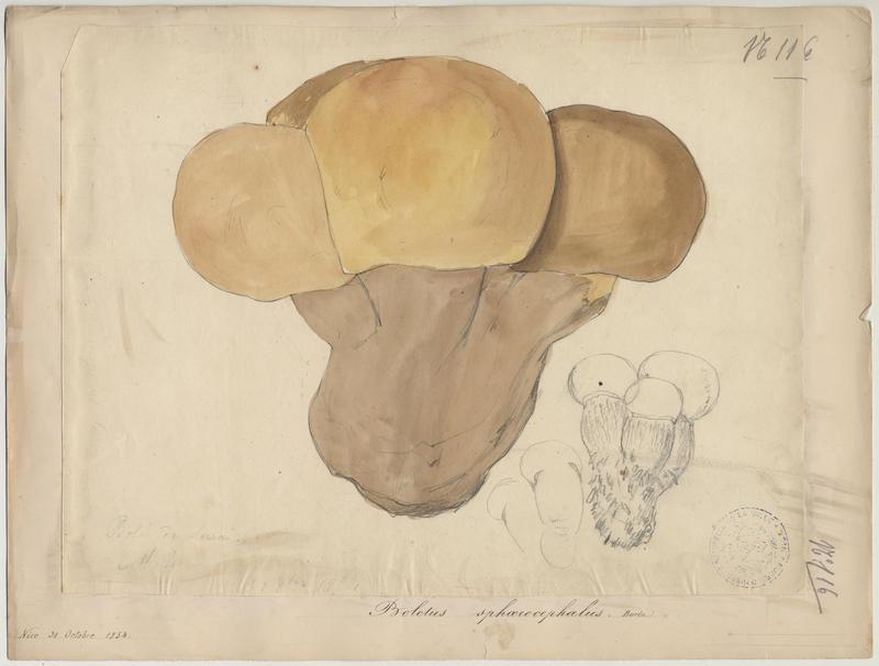 Bolet à moitié jaune (?) ; champignon