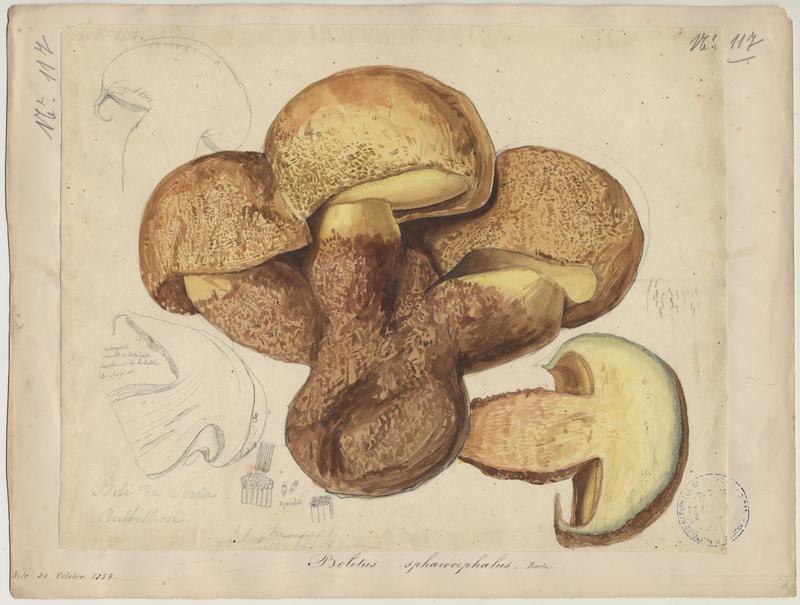Bolet à moitié jaune (?) ; champignon