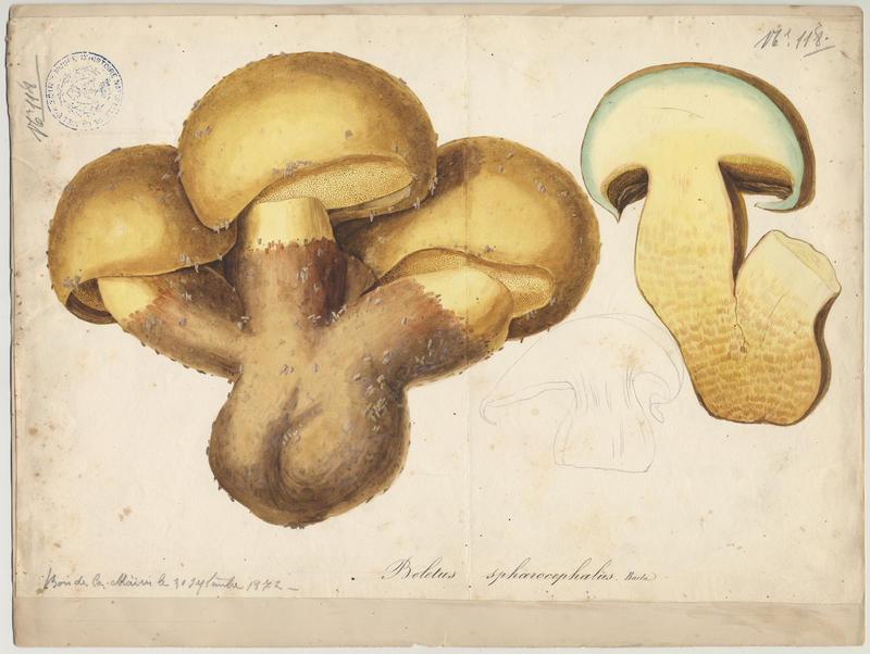 Bolet à moitié jaune (?) ; champignon