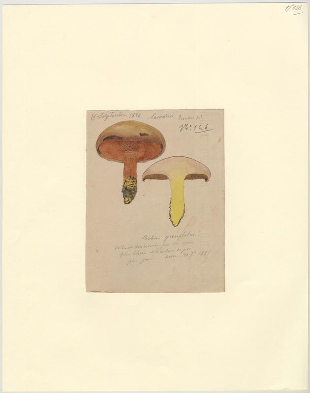 Bolet granulé ; champignon