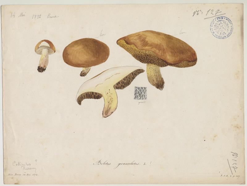 Bolet granulé ; champignon