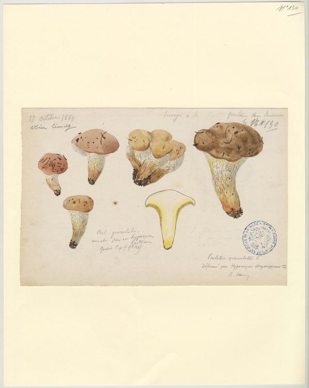 Bolet granulé ; champignon