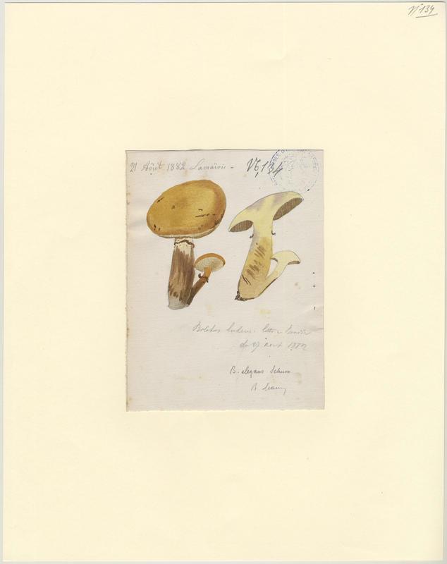 Bolet jaune ; Cèpe jaune ; Nonette voilée ; champignon