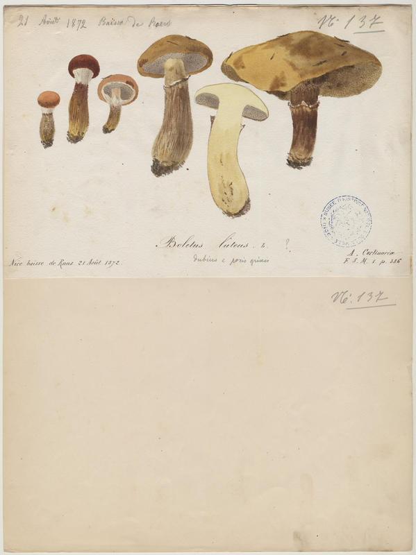 Nonnette voilée ; Bolet jaune ; Cèpe jaune ; champignon