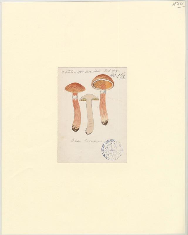 Bolet du Trentin ; champignon