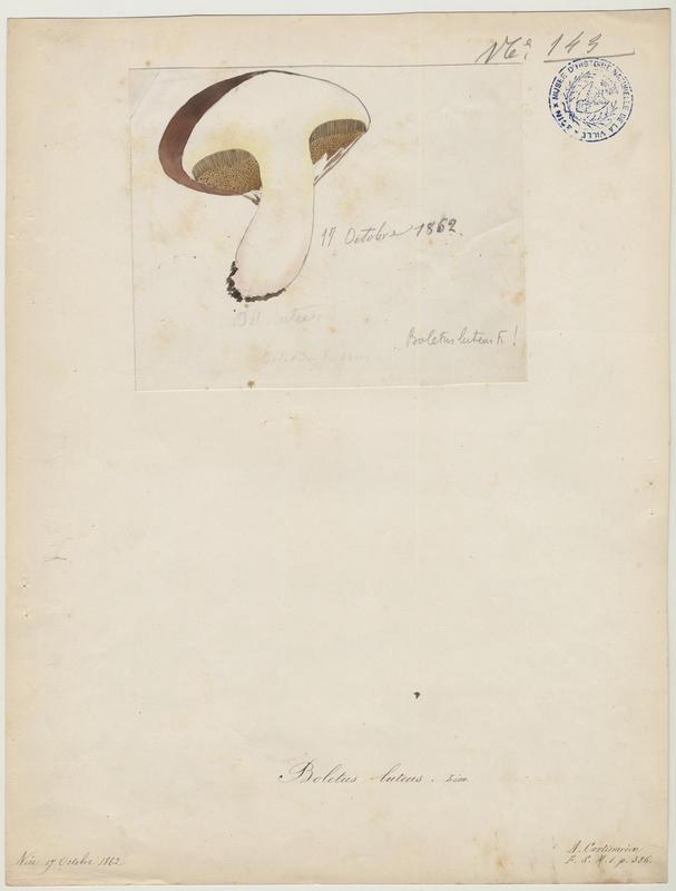 Nonnette voilée ; Bolet jaune ; Cèpe jaune ; champignon