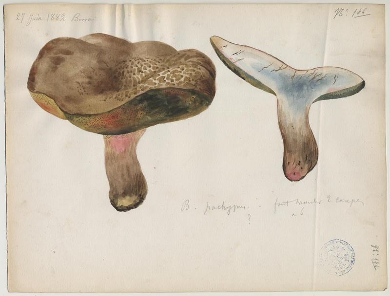 Bolet radicant (?) ; champignon