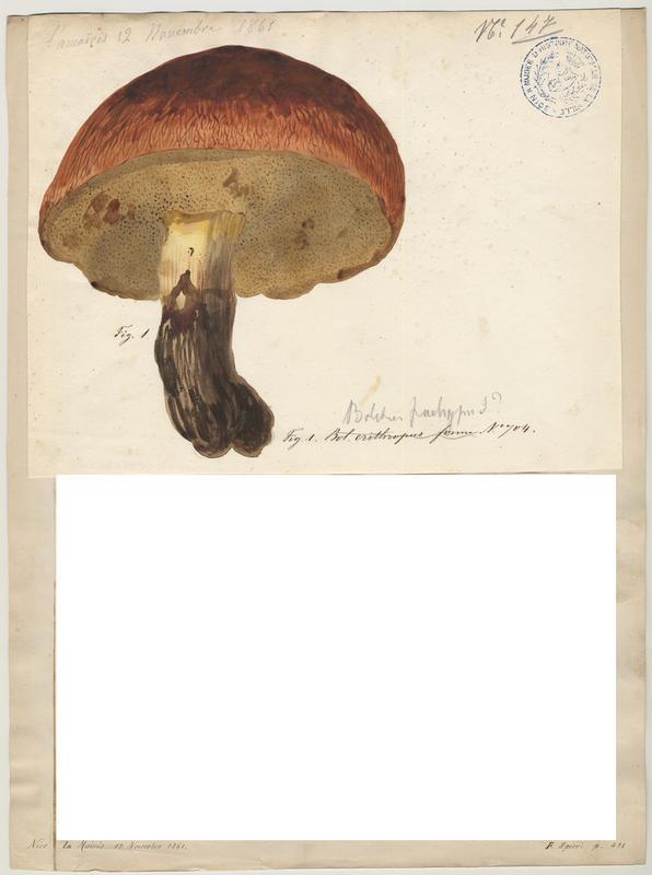 Bolet à pied rouge ; champignon