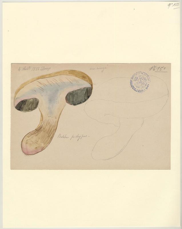 Bolet radicant (?) ; champignon