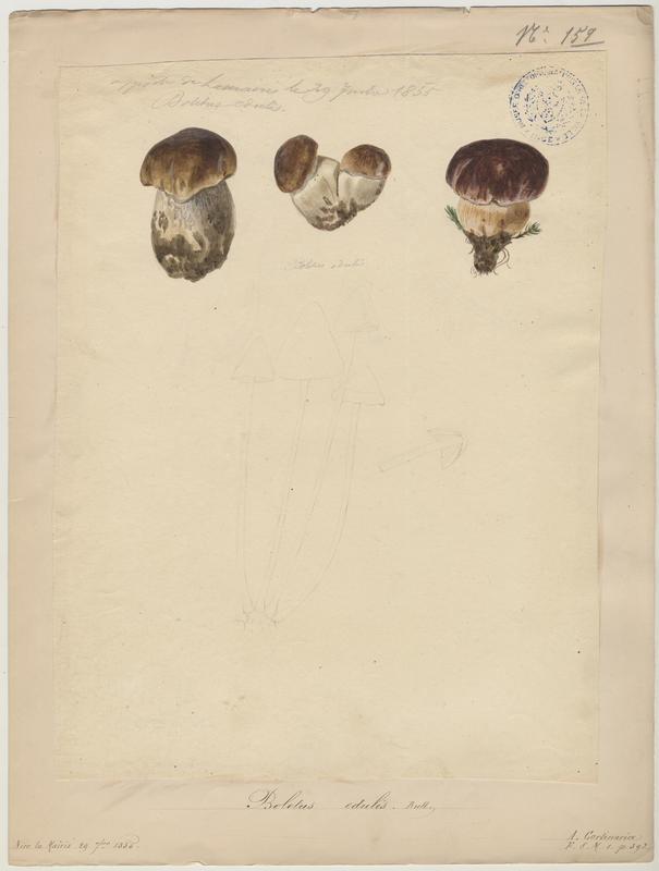 Cèpe de Bordeaux ; Gros-pied ; Potiron polonais ; champignon