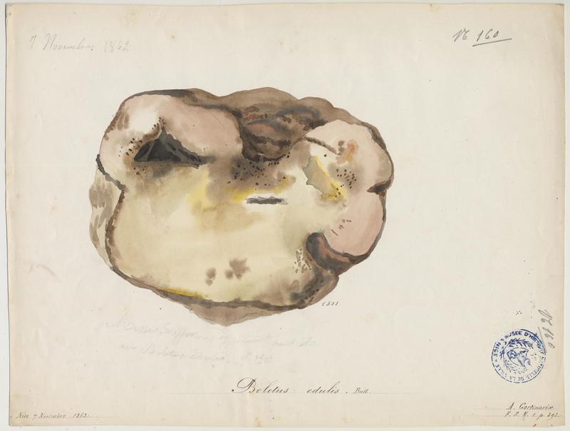 Cèpe de Bordeaux ; Gros-pied ; Potiron polonais ; champignon