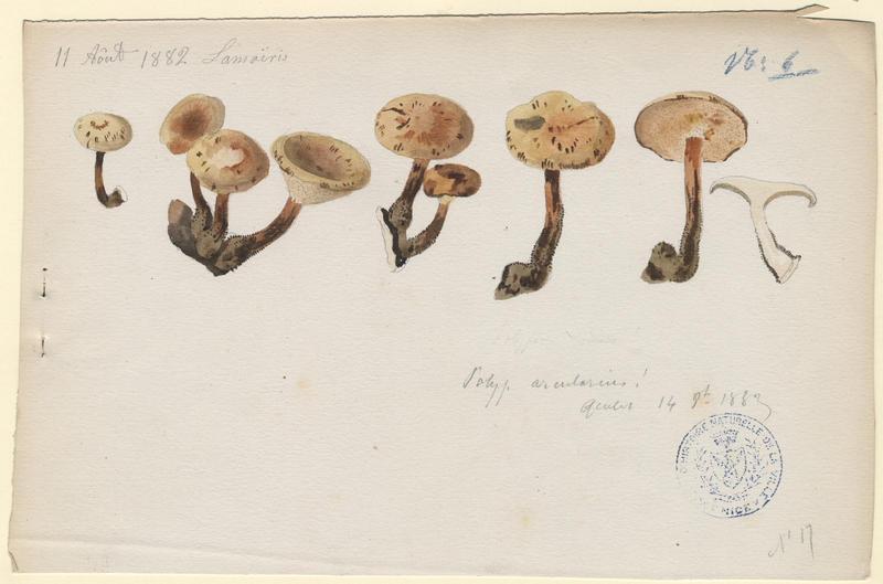 Polypore alvéolé ; champignon