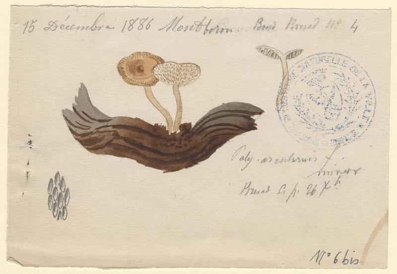 Polypore alvéolé ; champignon