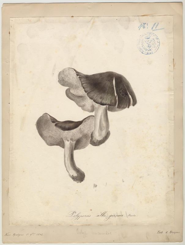 Polypore blanc-gris (?) ; champignon